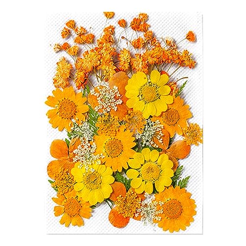 Holdes Aufkleber mit gepressten Blumen – 35 botanische Aufkleber für die Journalisierung | Echte und natürliche Scrapbooking-Aufkleber, Scrapbooking-Zubehör für Computer von Holdes
