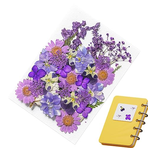 Holdes Blumenaufkleber für Scrapbooking – 35 botanische Aufkleber für die Journalisierung | Echte und natürliche botanische Aufkleber, gepresste Blumenkunst, Scrapbooking-Zubehör, Blumen von Holdes