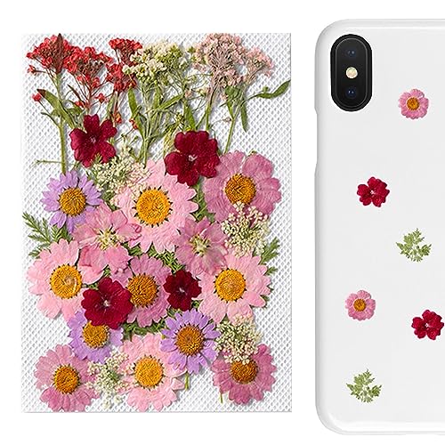Holdes Florale Aufkleber für die Journalisierung – ästhetische Botanische Aufkleber, echte und natürliche botanische Aufkleber, gepresste Blumenkunst, Scrapbooking-Zubehör, getrocknete Blumen Holdes Florale Aufkleber für die Journalisierung – ästhetische Botanische Aufkleber, echte und natürliche botanische Aufkleber, gepresste Blumenkunst, Scrapbooking-Zubehör, getrocknete Blumen von Holdes