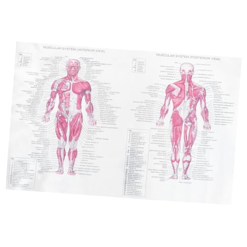 Holibanna Menschliches Plakat Dekorplakat Für Schule Labor Wandposter Mit Skelett Muskelanatomie Für Themenpartys Kreative Raumgestaltung von Holibanna
