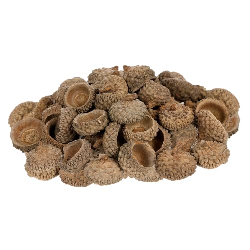Homoyoyo 50 Stück Teiliges Set Natürliche Eichelhülsen Langlebige Herbstdeko zum Basteln Umweltfreundliche DIY Deko für Weihnachtsfest Herbstparty Hochzeits und Tischdekoration zum von Homoyoyo