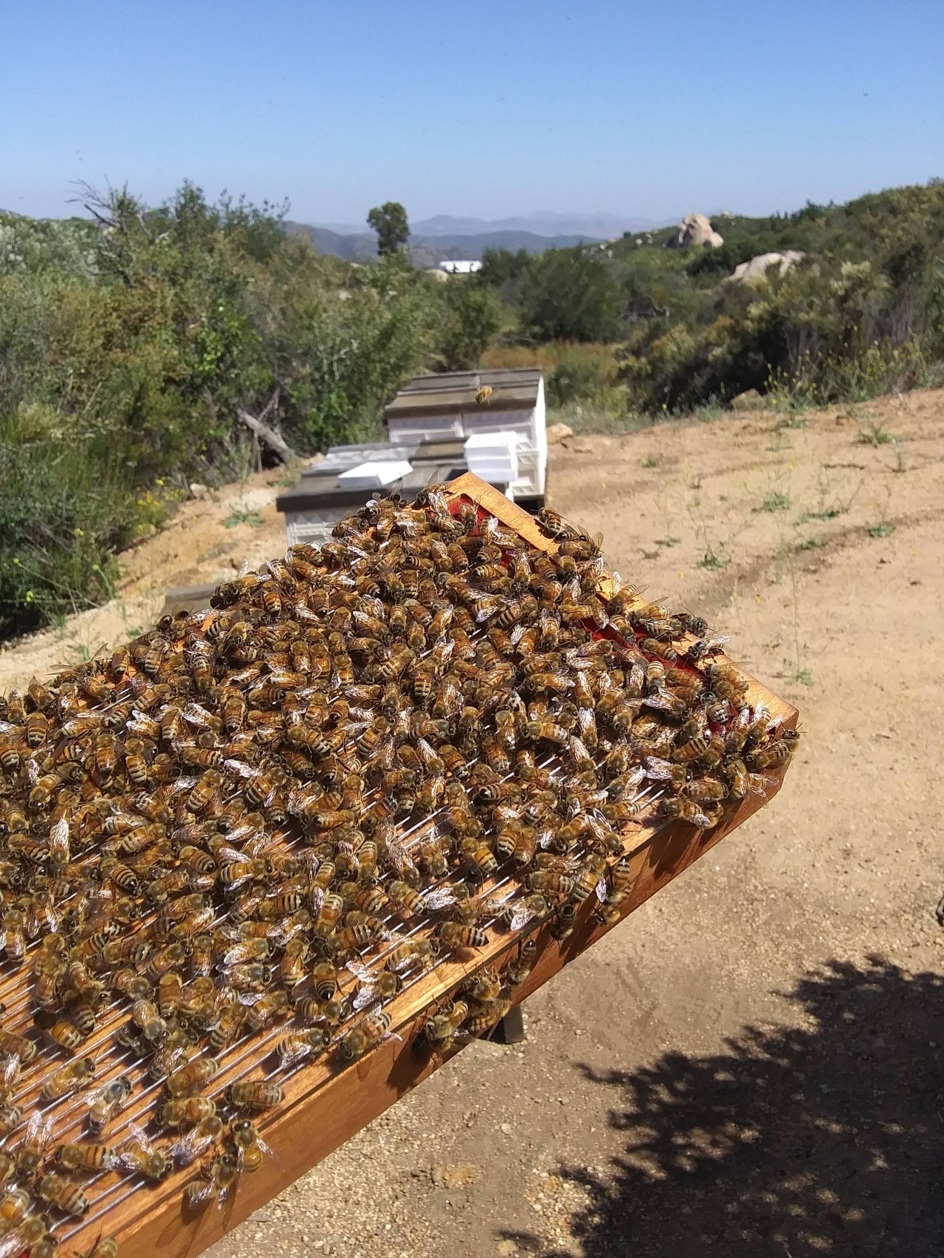 Reines Bienengiftpulver | 2 Gramm von HoneySpringsBeeCom