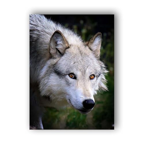 Hoobee 5D DIY Diamond Painting Wolf, Diamantmalerei Bilder Tier, Diamantmalerei Erwachsene, Vollbohrer Stickerei Kreuzstich Kunst Handwerk für Zuhause Wanddekoration 30x40cm Hoobee 5D DIY Diamond Painting Wolf, Diamantmalerei Bilder Tier, Diamantmalerei Erwachsene, Vollbohrer Stickerei Kreuzstich Kunst Handwerk für Zuhause Wanddekoration 30x40cm von Hoobee