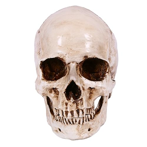 Hxhsgmeh Totenkopf-Requisite, Skelettkopf, 1:1-Modell, Heimdekoration im Halloween-Stil von Hxhsgmeh