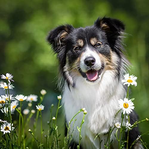 Ikogto Malen nach Zahlen Erwachsene, Farbe nach Zahlen DIY Ölgemälde Kits für Anfänger, Malen nach Zahlen Ohne Rahmen-Australian Shepherd, Tier 30x30cm Rahmenlos Ikogto Malen nach Zahlen Erwachsene, Farbe nach Zahlen DIY Ölgemälde Kits für Anfänger, Malen nach Zahlen Ohne Rahmen-Australian Shepherd, Tier 30x30cm Rahmenlos von Ikogto