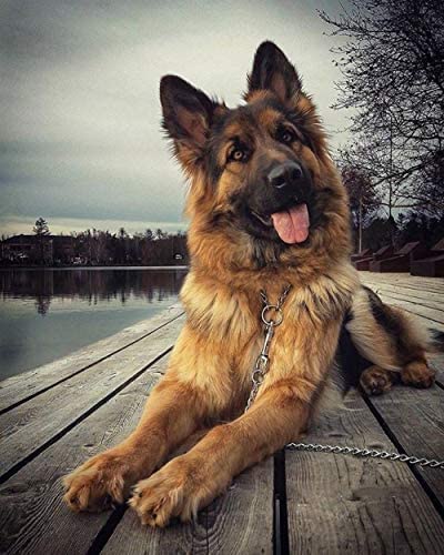 JNNPY Stickbilder Vorgedruckt Kreuzstich,11CT Kreuzstich Stickpackungen Vorgedruckt,Deutscher Schäferhund,Kreuzstich Set Vorgedruckt für Wandkunst-Heimdekoration 40X50cm von JNNPY