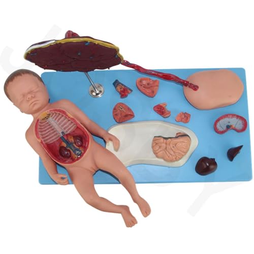 Anatomie der Eingeweide von Neugeborenen, Lebensgroßes Fötusmodell nach der vollen Schwangerschaft, mit Nabelschnur und Plazenta, 13 abnehmbare Teile, 50 Körperteilmarkierungen, anatomische Puppe Anatomie der Eingeweide von Neugeborenen, Lebensgroßes Fötusmodell nach der vollen Schwangerschaft, mit Nabelschnur und Plazenta, 13 abnehmbare Teile, 50 Körperteilmarkierungen, anatomische Puppe von JOSBY