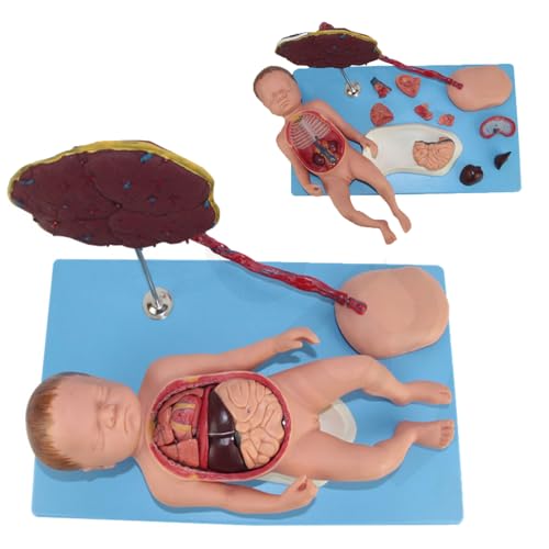 Fötus-Anatomiemodell, Babypuppe mit Nabelschnur und Plazenta, 13 abnehmbare Teile, 50 Körperteilmarkierungen, Anatomiemodell der Eingeweide von Neugeborenen, für Schulen, Krankenhäuser, Arztpraxen Fötus-Anatomiemodell, Babypuppe mit Nabelschnur und Plazenta, 13 abnehmbare Teile, 50 Körperteilmarkierungen, Anatomiemodell der Eingeweide von Neugeborenen, für Schulen, Krankenhäuser, Arztpraxen von JOSBY