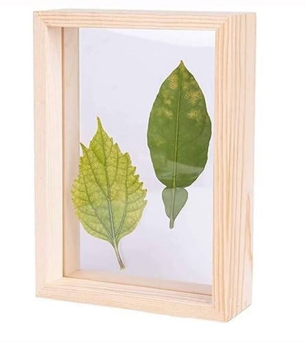 JOSON Holz-Bilderrahmen, Pflanzenprobenrahmen, Trockenblattblumen-Display-Tisch, dekorativer schwebender Bilderrahmen (Primärfarbe 10,2 x 15,2 cm) von JOSON