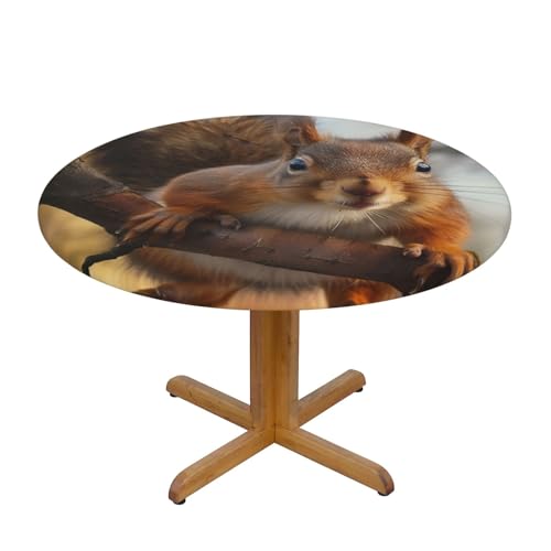 JTKREZ Runde Tischdecke mit Eichhörnchen-Motiv, waschbar, dekorative Tischdecke, elastischer Rand, Tischdecke für drinnen und draußen, 137 cm JTKREZ Runde Tischdecke mit Eichhörnchen-Motiv, waschbar, dekorative Tischdecke, elastischer Rand, Tischdecke für drinnen und draußen, 137 cm von JTKREZ