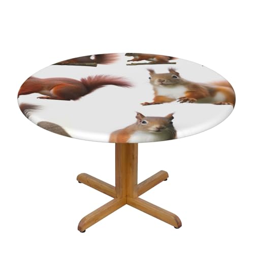 JTKREZ Runde Tischdecke mit niedlichem Eichhörnchen-Motiv, waschbar, dekorative Tischdecke, elastischer Rand, Tischdecke für drinnen und draußen, 122 cm JTKREZ Runde Tischdecke mit niedlichem Eichhörnchen-Motiv, waschbar, dekorative Tischdecke, elastischer Rand, Tischdecke für drinnen und draußen, 122 cm von JTKREZ