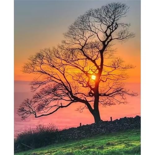Malen Nach Zahlen Erwachsene,Baum Sonnenuntergang DIY Handgemalt Ölgemälde Leinwand Kit für Anfänger,Paint by Numbers mit Pinseln und Acrylfarbe für Geschenke und Wand Dekor 40x50cm(mit rahmen) von Januave