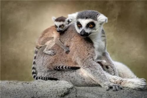 5D Diamond Painting Kits für Anfänger Kunst 20x30cm, DIY Ringschwanzlemur Malerei Set, Basteln, Round Drill, Strass Stickerei, Kunst Basteln, Leinwand, Wanddekoration, Aufkleber, Heimdeko Q-482 von Jaxiaco