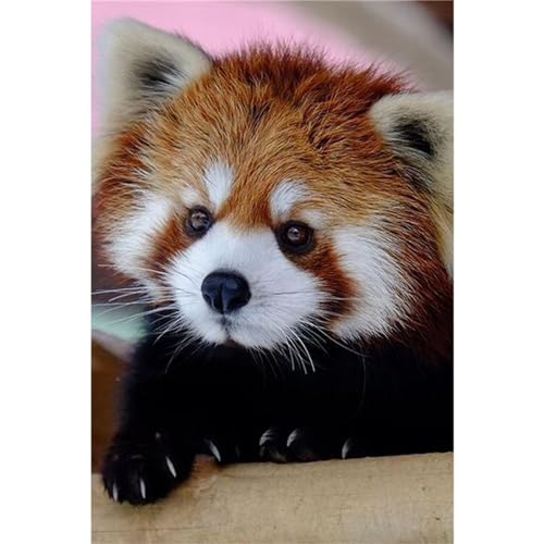 Waschbär Tier Diamond Painting Set,5D DIY Diamant Painting Bilder Voller Rundbohrer Kristall Stickerei Kreuzstich Kunsthandwerk Home Schlafzimmer Büro Wand Dekoration,30x50cm von Jinmer