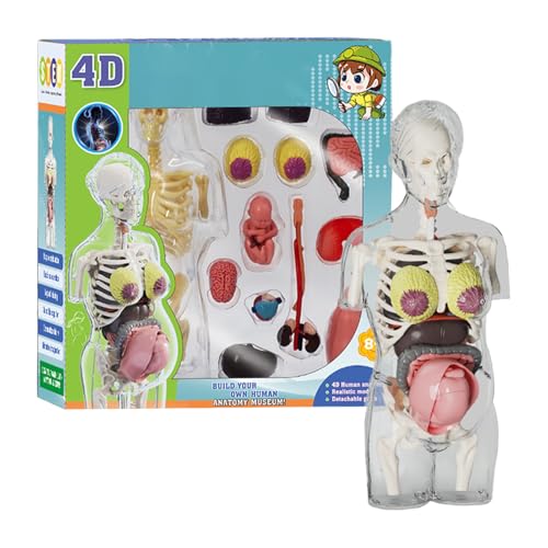 Anatomie-Spiele Für Kinder - Körpermodell Der Schwangeren | Realistische Abnehmbare Teile, Anatomie Figur, Pädagogisches Knochenspielzeug Für Studenten Mädchen Anatomie-Spiele Für Kinder - Körpermodell Der Schwangeren | Realistische Abnehmbare Teile, Anatomie Figur, Pädagogisches Knochenspielzeug Für Studenten Mädchen von Jubilofex