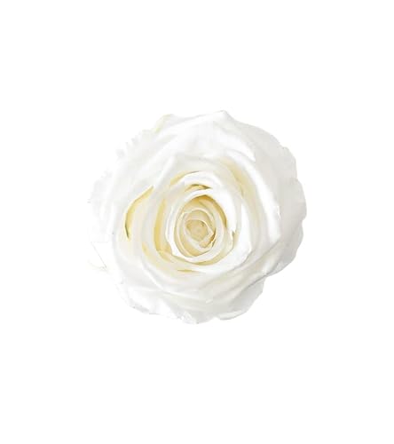 Juli Flowers Pure White Rose Juli Flowers Pure White Rose von Juli