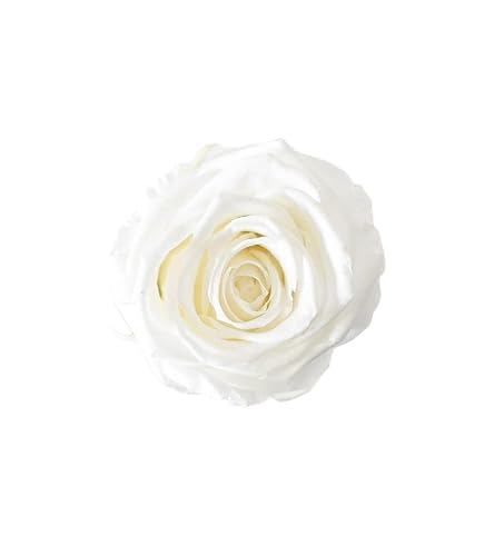 Juli Flowers Pure White Rose von Juli