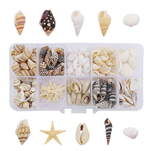 Gemischte Muscheln, Seesterne, natürliche Muscheln für Strand-Mottopartys, Hochzeitsdekorationen, Basteln, Kerzenherstellung, Aquarium, Vasenfüller, 170-200 Stück von Julie Wang