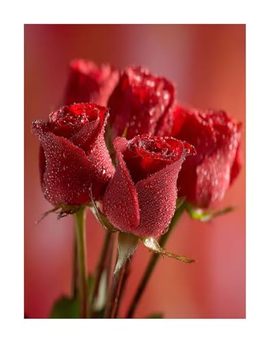 Diamond Painting Blume Diamond Painting Erwachsene Groß XXL 50 x 70 cm Rose Full drill Daiment Malerei Erwachsene, 5D Diamant Art Mosaic Stickerei Bastelset Geschenk für Home Decor KSWF562 von KANGSONGWENJIAJU