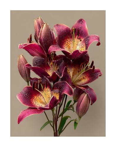 Diamond Painting Blumen Diamond Painting Erwachsene Groß XXL 30x40 cm Pflanze Full drill Daiment Malerei Erwachsene, 5D Diamant Art Mosaic Stickerei Bastelset Geschenk für Home Decor KSWF79 Diamond Painting Blumen Diamond Painting Erwachsene Groß XXL 30x40 cm Pflanze Full drill Daiment Malerei Erwachsene, 5D Diamant Art Mosaic Stickerei Bastelset Geschenk für Home Decor KSWF79 von KANGSONGWENJIAJU