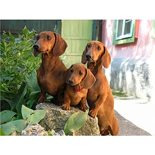 DIY 5D Diamant Malerei Kits, Süßer Hund Dackel 40x50cm Bilder Diamond Painting Kinder Set Full Drill Diamant Gemälde Strass Stickerei Kreuzstich Kunst Handwerksbedarf für Wall Decoration K1340 DIY 5D Diamant Malerei Kits, Süßer Hund Dackel 40x50cm Bilder Diamond Painting Kinder Set Full Drill Diamant Gemälde Strass Stickerei Kreuzstich Kunst Handwerksbedarf für Wall Decoration K1340 von Kaadii