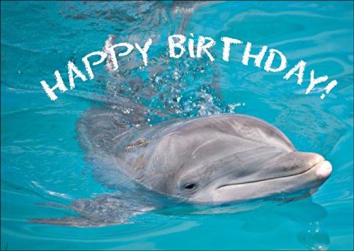 Happy Birthday - die Tier Foto Klappkarte mit Delfin • auch zum direkt Versenden mit ihrem Text als Einleger. • hübsche hochwertige Grusskarte mit Umschlag zu vielen Anlässen Happy Birthday - die Tier Foto Klappkarte mit Delfin • auch zum direkt Versenden mit ihrem Text als Einleger. • hübsche hochwertige Grusskarte mit Umschlag zu vielen Anlässen von Kartenkaufrausch