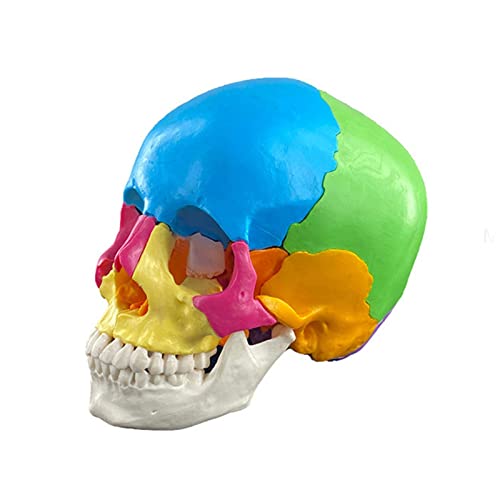 Kelisdi Abnehmbares 4D-zerlegtes Farb-Anatomie-Totenkopf-Modell, Lernwerkzeug, Lebensgröße, menschliche Organe, anatomisches Modell, Lehrwerkzeug Kelisdi Abnehmbares 4D-zerlegtes Farb-Anatomie-Totenkopf-Modell, Lernwerkzeug, Lebensgröße, menschliche Organe, anatomisches Modell, Lehrwerkzeug von Kelisdi