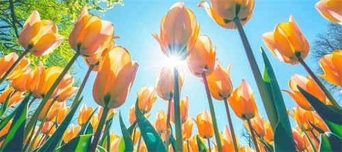 Malen Nach Zahlen Blume Malen Nach Zahlen Erwachsene Tulpe, 190 X 95 cm XXL Groß Acrylfarben Ölgemälde, DIY Malen Nach Zahlen Kinder Anfänger Paint by Numbers Set für Wand Dekor (Ohne Rahmen) -H341 von Kggyele