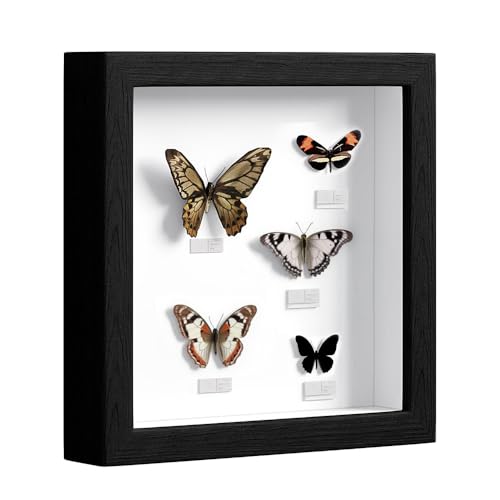 Kozdtiz 3D Bilderrahmen zum Befüllen, Bilderrahmen Tief Hölzern bis 3cm, Tiefer Bilderrahmen zum Befüllen für Objekte, Blumen, Hochzeitsgeschenk oder Erinnerungsstücke (Schwarz, 25 x 25 cm) von Kozdtiz