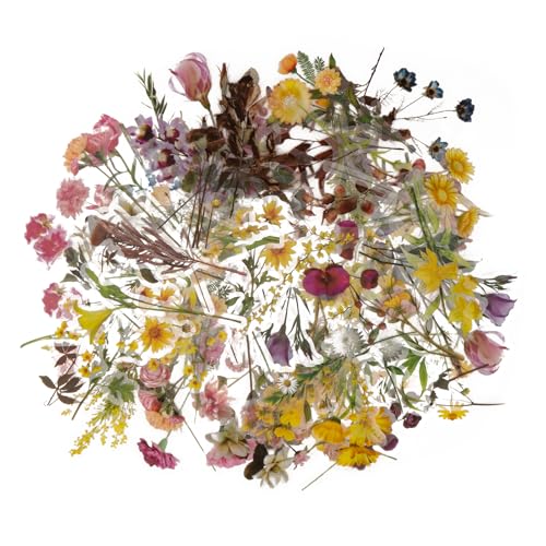 120 Stück Transparente Scrapbooking Aufkleber, PET Blumen Sticker, Pflanzen Blumen Dekoration Aufkleber für Fotoalbum Sammelalbum Scrapbook Laptop. 120 Stück Transparente Scrapbooking Aufkleber, PET Blumen Sticker, Pflanzen Blumen Dekoration Aufkleber für Fotoalbum Sammelalbum Scrapbook Laptop. von Kriovoa