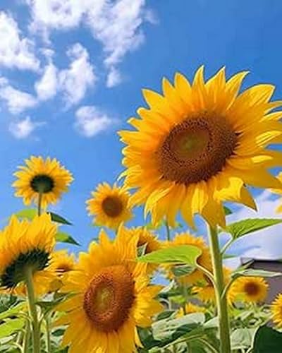 LEYIUYIU DIY vorgedrucktes Kreuzstich-Set 11CT Stickset für Kinder Erwachsene und Anfänger Wandkunst Heimdekoration – Sonnenblume – 40x50cm LEYIUYIU DIY vorgedrucktes Kreuzstich-Set 11CT Stickset für Kinder Erwachsene und Anfänger Wandkunst Heimdekoration – Sonnenblume – 40x50cm von LEYIUYIU