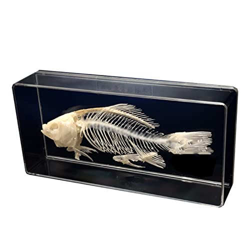 Echte Fische Skelett Exemplar Taxidermie Fisch Skelett Modell Tier Knochen Skelett Taxidermie Supplies Kunst Knochen Tierarzt Medizin 1:1 (C) von LKYLVEE