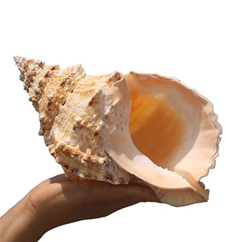 LOJAX Einzigartige große natürliche Muscheln für Hochzeitsdekoration, Heimdekoration, Strand-Mottopartys und Heimwerken von LOJAX