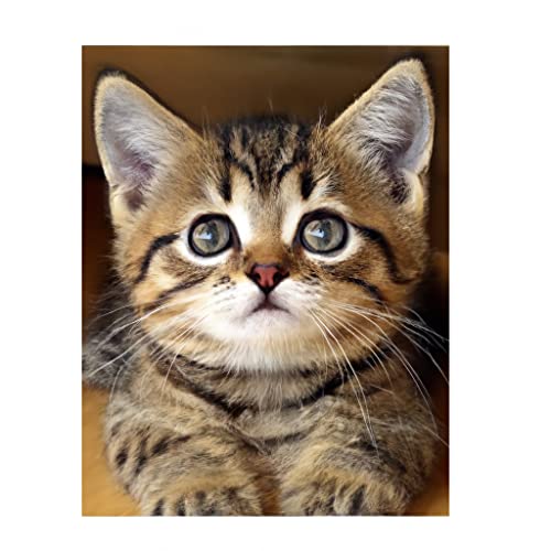 LOMSIOY DIY Diamond Painting Set Tier 5D Diamant Painting Bilder Katze Mit Zubehör für Voll Full Drill Strass Stickerei Diamant Malerei Kristall Erwachsene Home Wall Décor 30×40 cm LOMSIOY DIY Diamond Painting Set Tier 5D Diamant Painting Bilder Katze Mit Zubehör für Voll Full Drill Strass Stickerei Diamant Malerei Kristall Erwachsene Home Wall Décor 30×40 cm von LOMSIOY