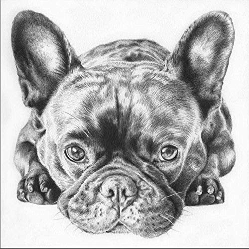LSDEERE Malen Nach Zahlen Kits Französische Bulldogge Malen Nach Zahlen Für Erwachsene Und Kinder DIY Ölgemälde Geschenk-Kits LSDEERE Malen Nach Zahlen Kits Französische Bulldogge Malen Nach Zahlen Für Erwachsene Und Kinder DIY Ölgemälde Geschenk-Kits von LSDEERE