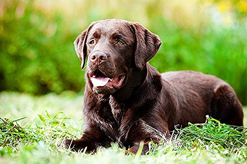 Diamant Painting Kinder 5D Diamond Painting Kits, brauner Labrador-Hund DIY Malen Nach Zahlen Erwachsene Diamant Malerei Geburtstagsgeschenke Diamant Painting Kinder 5D Diamond Painting Kits, brauner Labrador-Hund DIY Malen Nach Zahlen Erwachsene Diamant Malerei Geburtstagsgeschenke von LWOHDKHK