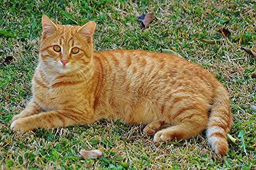 LWOHDKHK Diamant Painting Kinder 5D Diamond Painting Kits, rote Katze DIY Malen Nach Zahlen Erwachsene Diamant Malerei Geburtstagsgeschenke von LWOHDKHK