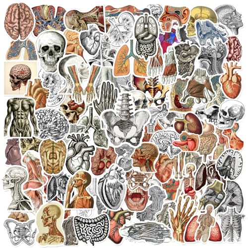 100 Stück Vintage-Anatomie-Aufkleber, Biologie, Anatomie, menschliches Skelett, Vinyl, wasserdichte Aufkleber für Wasserflasche, Laptop, Gepäck, Sammelalbum, Geschenke für Studenten, Lehrer, 100 Stück Vintage-Anatomie-Aufkleber, Biologie, Anatomie, menschliches Skelett, Vinyl, wasserdichte Aufkleber für Wasserflasche, Laptop, Gepäck, Sammelalbum, Geschenke für Studenten, Lehrer, von Lcnjscgo
