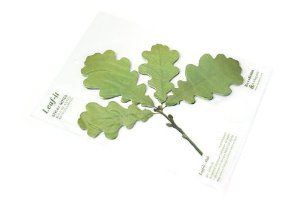 Oak Leaf-it Haftnotizen in Eichenblattform, groß Oak Leaf-it Haftnotizen in Eichenblattform, groß von Leaf-it