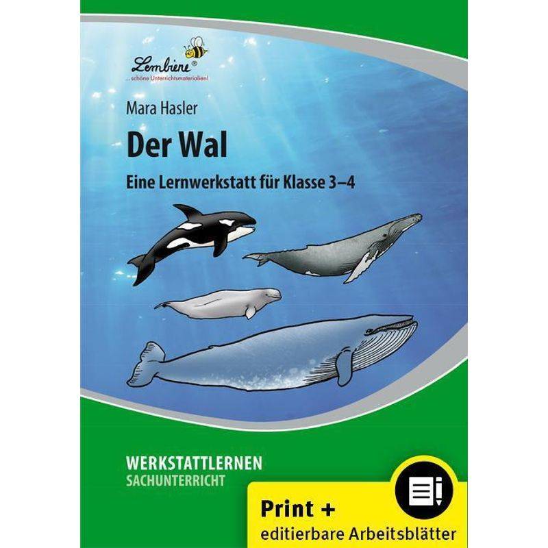 Der Wal, M. 1 Beilage - Mara Hasler, Gebunden von Lernbiene Verlag
