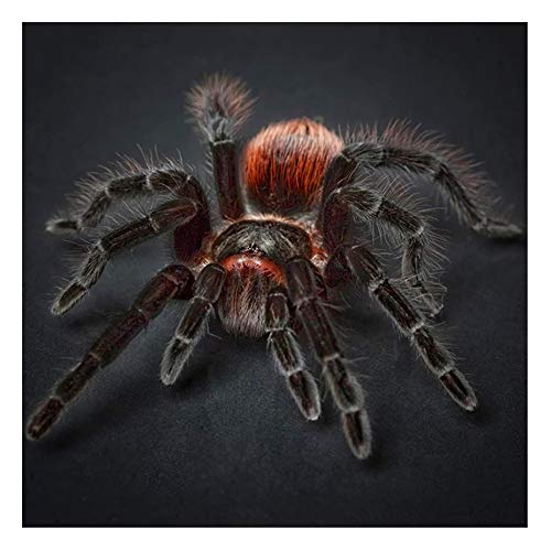 5D DIY Diamant Malerei Kids Kits Tierische schwarze Spinne Diamond Painting Erwachsene Full Drill Kristall Strass Stickerei Kreuzstich Arts Craft Für Ldeal Für Büro Wohnkultur Geschenk 40x40cm Y195 5D DIY Diamant Malerei Kids Kits Tierische schwarze Spinne Diamond Painting Erwachsene Full Drill Kristall Strass Stickerei Kreuzstich Arts Craft Für Ldeal Für Büro Wohnkultur Geschenk 40x40cm Y195 von Lffhome