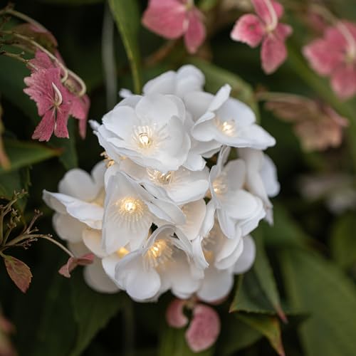 Lights4fun 200er LED Blumen Solar Lichterkette warmweiß USB Aufladbar Solar Lichterkette Blumen Solarlampen für außen Lights4fun 200er LED Blumen Solar Lichterkette warmweiß USB Aufladbar Solar Lichterkette Blumen Solarlampen für außen von Lights4fun