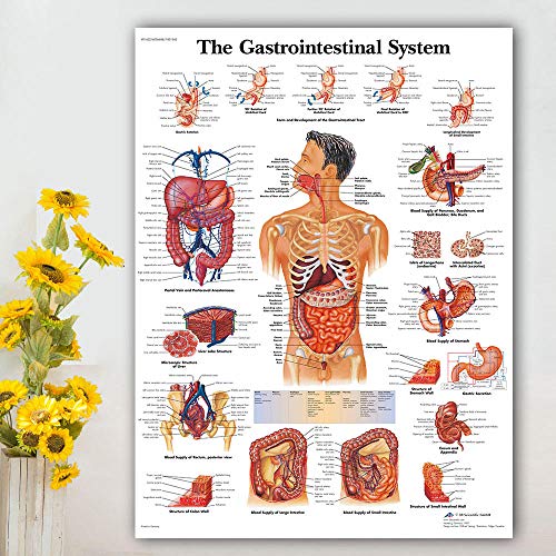 Bilder, Poster, Gemälde, Magen-Darm-System Diagramm Poster Karte Leinwand Malerei Wandbilder Für Die Medizinische Ausbildung Ärzte Büro Klassenzimmer Wohnkultur Poster Und Drucke - 50X70Cm Bilder, Poster, Gemälde, Magen-Darm-System Diagramm Poster Karte Leinwand Malerei Wandbilder Für Die Medizinische Ausbildung Ärzte Büro Klassenzimmer Wohnkultur Poster Und Drucke - 50X70Cm von Ling88