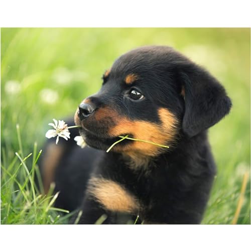 5D Diamond Painting Set,DIY Rottweiler-Hund Diamant Painting Bilder für Erwachsene Kinder,Vollbohrer Cross Stickerei Diamant Malerei Kits für Wohnzimmer Büro Wand Dekor Rundbohrer,100x130cm von Lituor