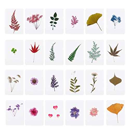 Ljmyy Gemischte gepresste Blumenblätter, Pflanzenfüller, natürliche getrocknete Blätter für Epoxidharz, Schmuckherstellung, Scrapbooking, Schneiden von Buchvorlagen Ljmyy Gemischte gepresste Blumenblätter, Pflanzenfüller, natürliche getrocknete Blätter für Epoxidharz, Schmuckherstellung, Scrapbooking, Schneiden von Buchvorlagen von Ljmyy