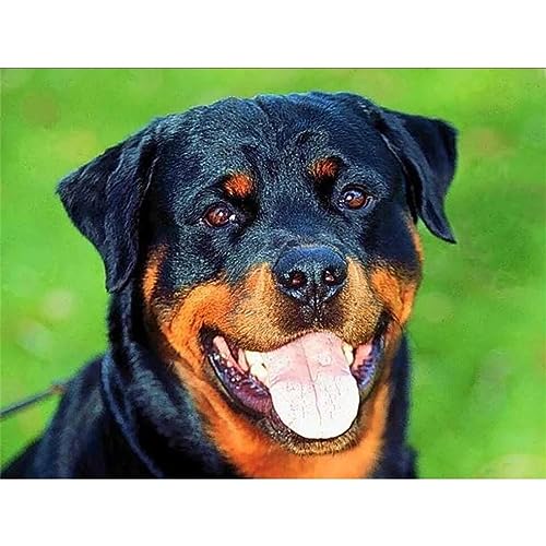 Diamond Painting Set Full Rottweiler-Hund DIY Diamant Malerei Bilder,5D Diamant Gemälde Strass Stickerei Kreuzstich-Set,Diamant malerei Kits Malen Nach Zahlen für Home Wall Decor (Round drill)30x40cm von LoRier