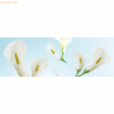 5 x Ludwig Bähr Fotokarton 300g/qm A4 VE=5 Blatt Flora Calla von Ludwig Bähr