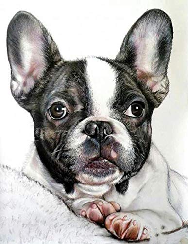 Lznxzq Malen Nach Zahlen Kits Französische Bulldogge Malen Nach Zahlen Für Erwachsene Und Kinder DIY Ölgemälde Geschenk-Kits 40x50cm Lznxzq Malen Nach Zahlen Kits Französische Bulldogge Malen Nach Zahlen Für Erwachsene Und Kinder DIY Ölgemälde Geschenk-Kits 40x50cm von Lznxzq