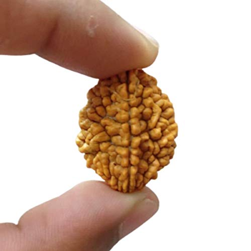 MAYAPURI 2 Mukhi Rudraksha/Natural 2 Face Rudraksha Bead/Pendant (Brown) for Unisex (Pack of 1) von MAYAPURI