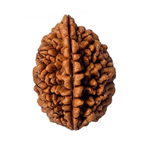 MAYAPURI 2 Mukhi Rudraksha Two Faced Nepali Rudraksh Bead Original (Pack of 1) von MAYAPURI